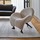 FAUTEUIL PAPAGENO Leolux Design Contemporain Caen